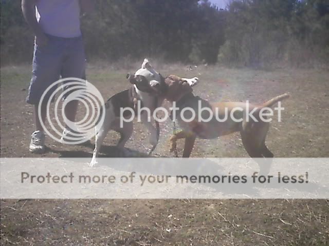 Photobucket - Video and Image Hosting