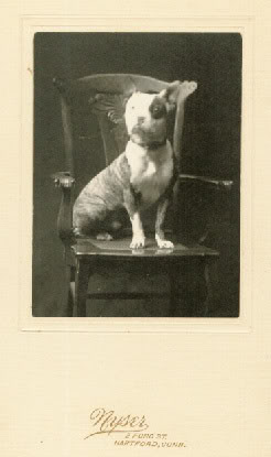 The history of the American Pit Bull Terrier Oldcard1887