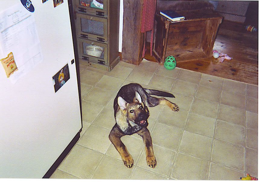 We went through some pictures today! Rex5mos-20052nd