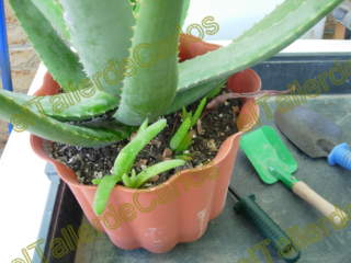 Aloe vera. New0002