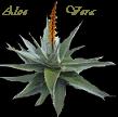 Aloe vera. Alve