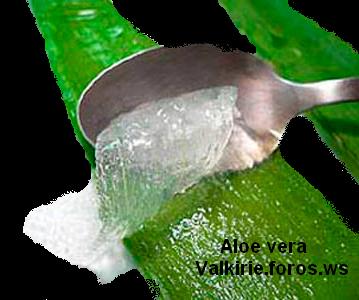 Aloe vera. Asde