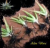 Aloe vera. Plant