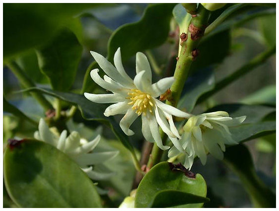 Plantas Peligrosas Anis20japones