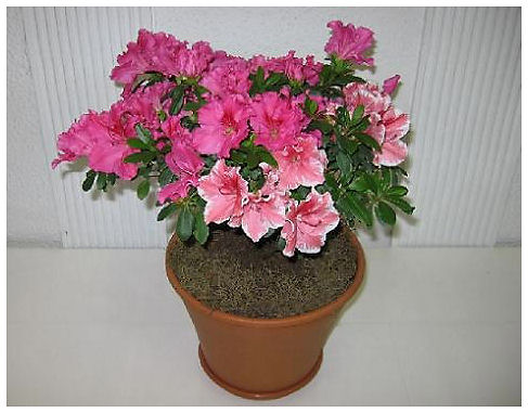 Plantas Peligrosas Azalea