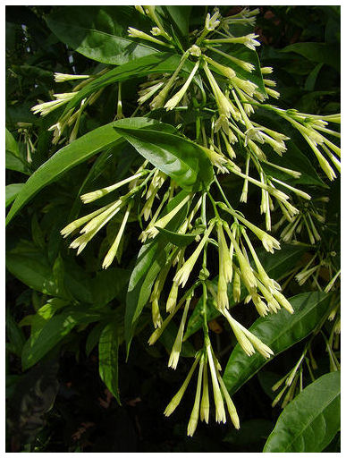 Plantas Peligrosas Dama20de20noche