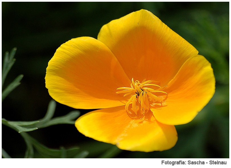 Plantas Peligrosas Escholzia20californica20Sascha20Steinau