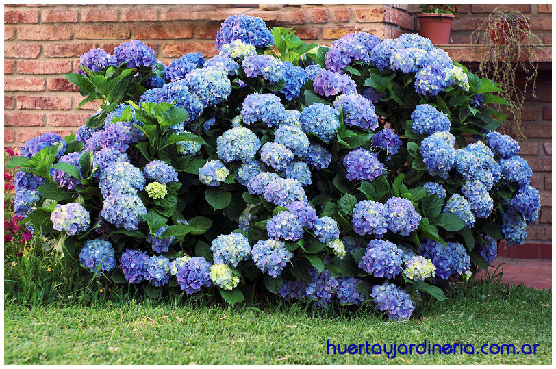 Plantas Peligrosas HORTENSIA