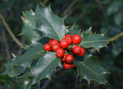 Plantas Peligrosas Ilex20aquifolium-1