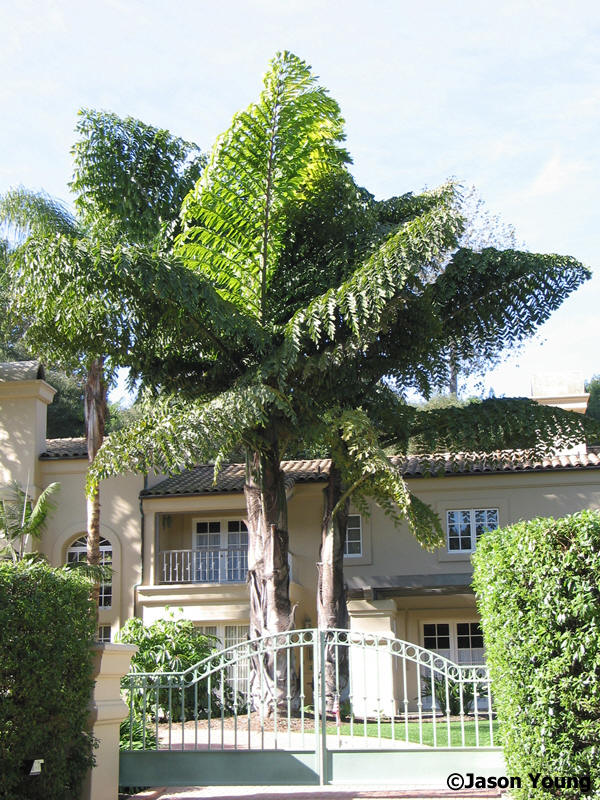 Plantas Peligrosas Palmera20Caryota