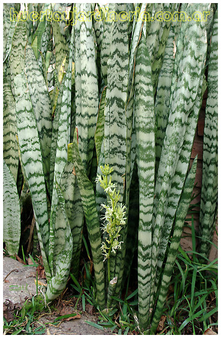 Plantas Peligrosas Sansevieria