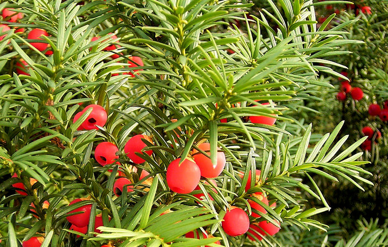 Plantas Peligrosas Tejo20o20Taxus