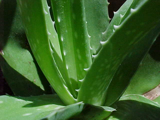 Aloe vera. Aloe2Bvera