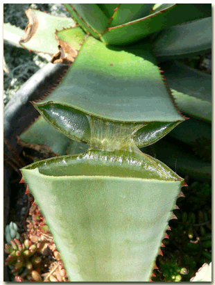 Aloe vera. Aloevera1