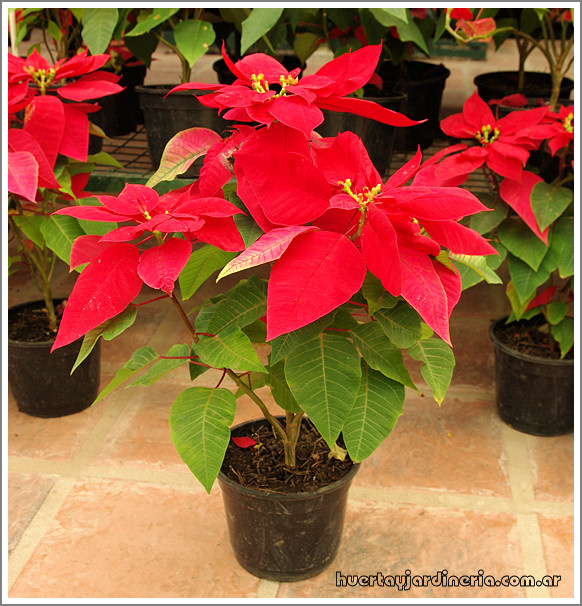 Plantas Peligrosas Euphorbiapulcherrimaestrellafederal