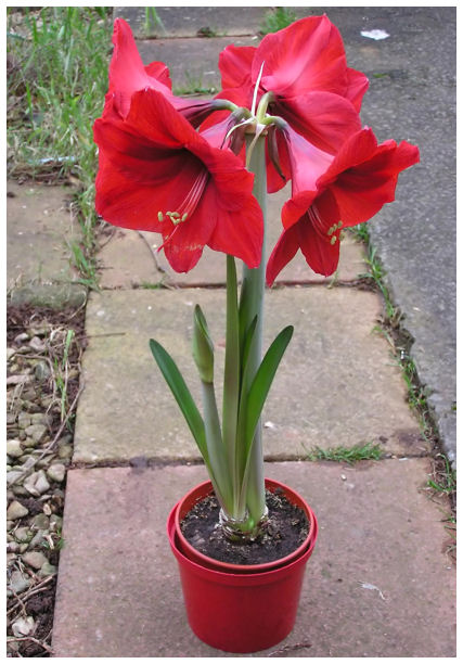 Plantas Peligrosas Hippeastrum