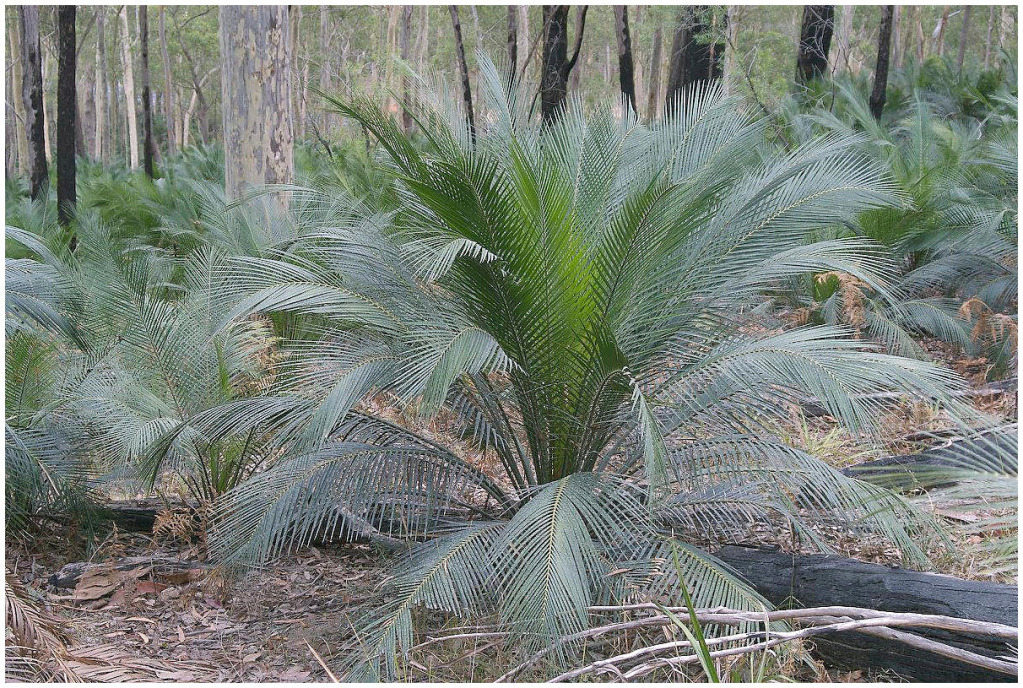 Plantas Peligrosas Macrozamia2