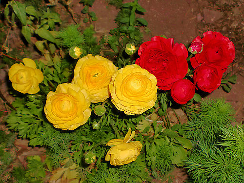 Plantas Peligrosas Marimonas20ranunculus