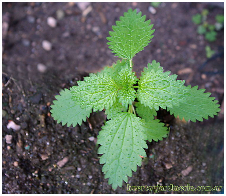 Plantas Peligrosas Ortiga