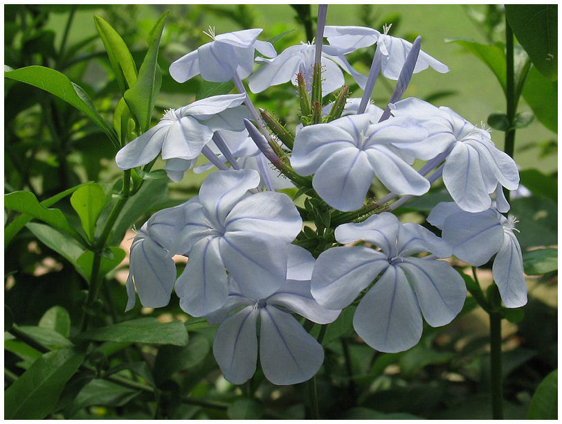 Plantas Peligrosas Plumbago20auriculata