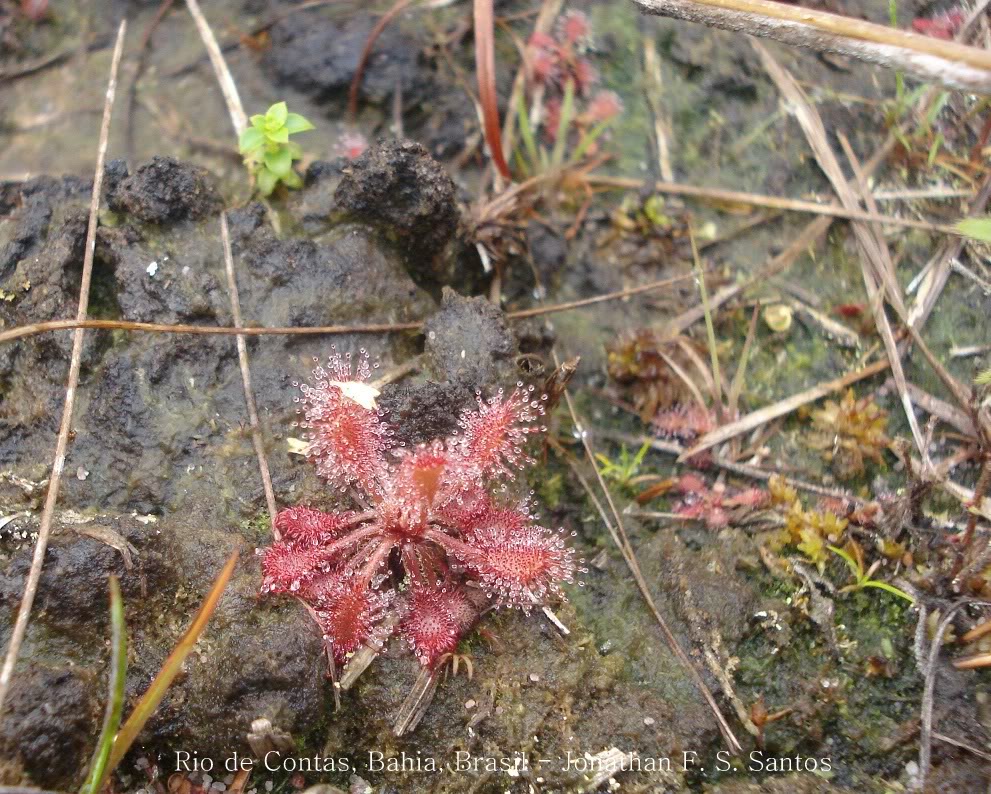 Drosera e Utricularia em Rio de Contas, Bahia, Brasil (janeiro de 2012) DSC00031