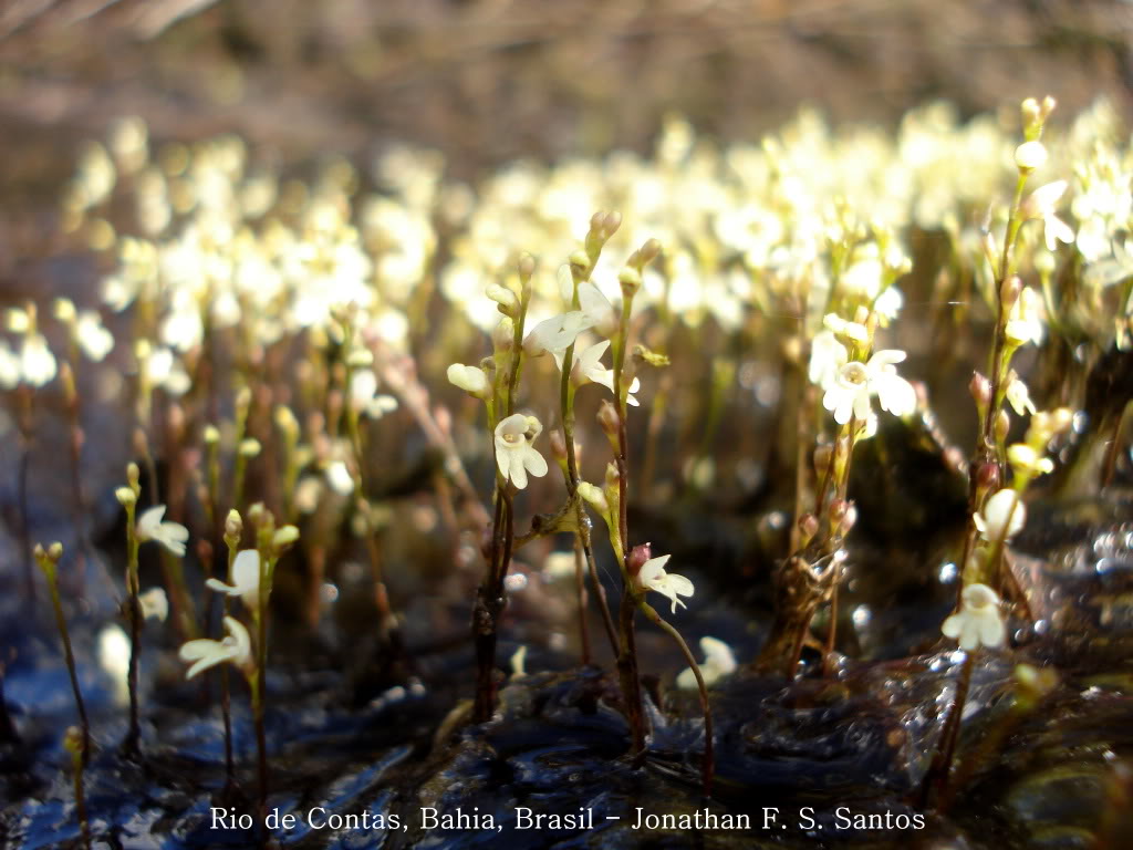 Drosera e Utricularia em Rio de Contas, Bahia, Brasil (janeiro de 2012) DSC00069