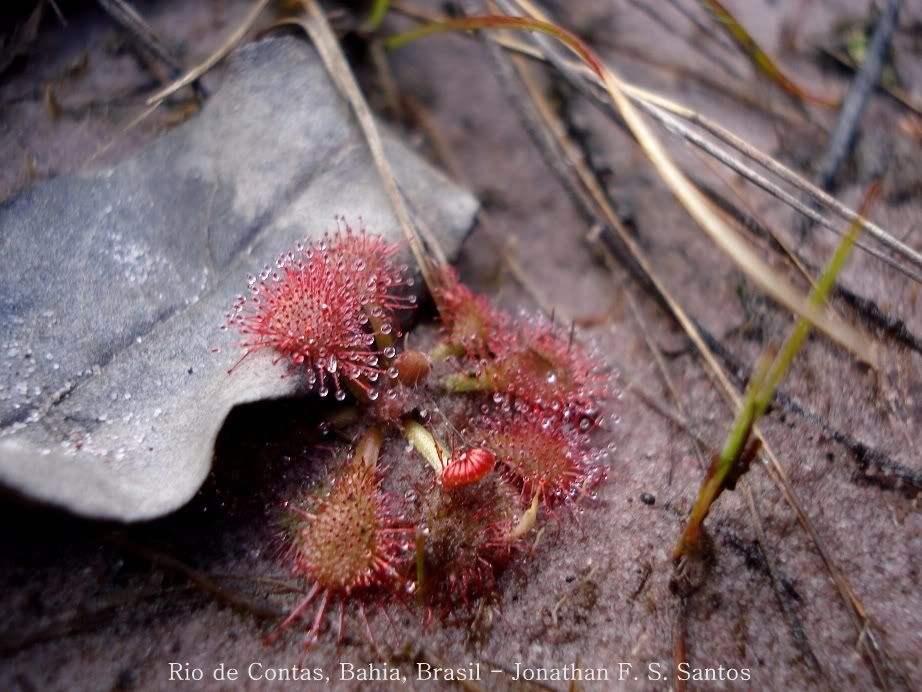 Drosera e Utricularia em Rio de Contas, Bahia, Brasil (janeiro de 2012) DSC00108