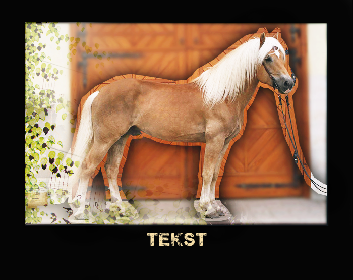 {TK} Stoke-On-Trent || special portraits Haflinger2voorhs