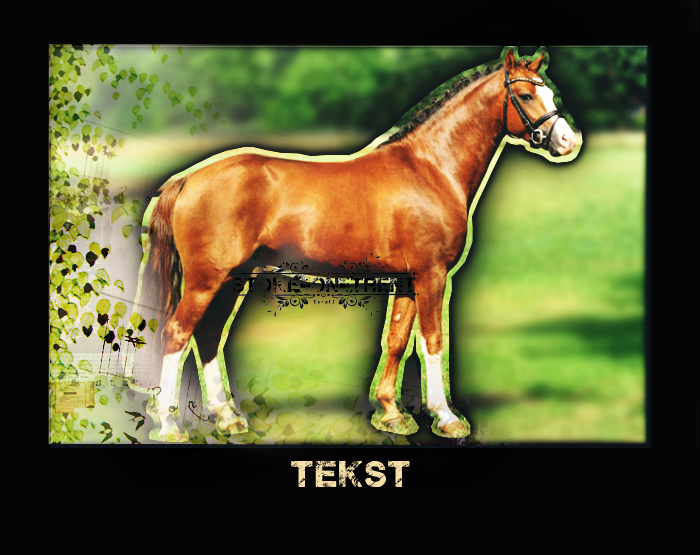 {TK} Stoke-On-Trent || special portraits Voorhssportpony1