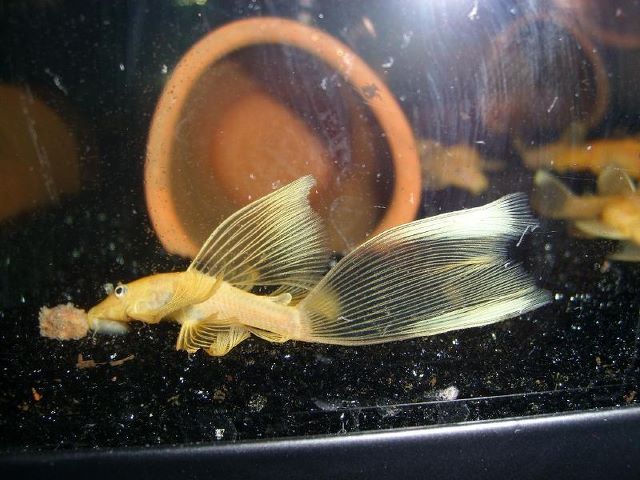 ANCISTRUS L144 LEMON BRISTLENOSE L144Longfin