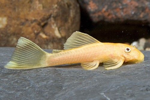 ANCISTRUS L144 LEMON BRISTLENOSE LemonBN