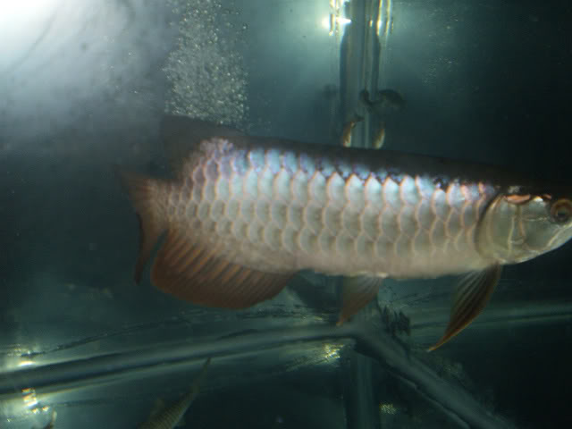 My Arowana N03-1