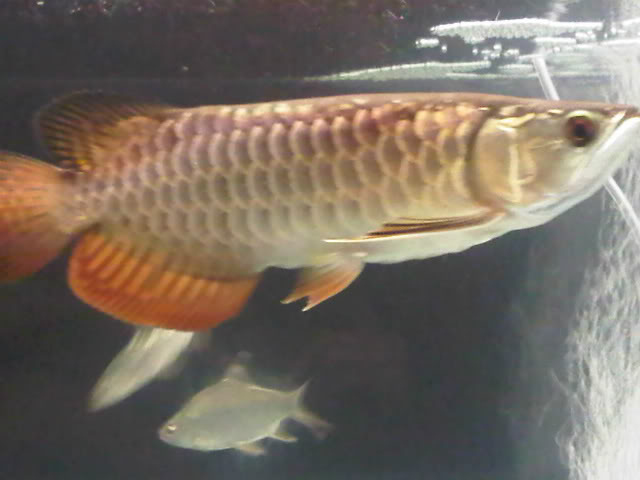 My Arowana No-1-2