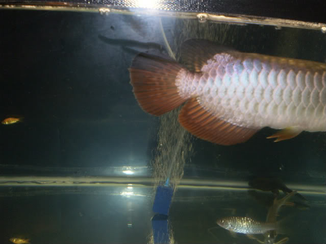 My Arowana No2-1