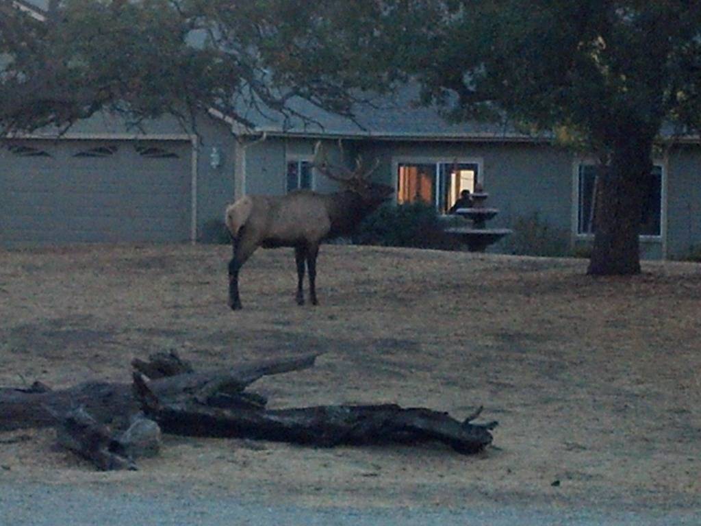 Elk & Sunset Pics from home DROID4968