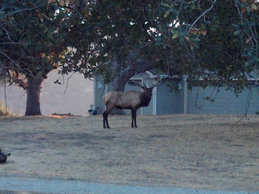 Elk & Sunset Pics from home DROID4969