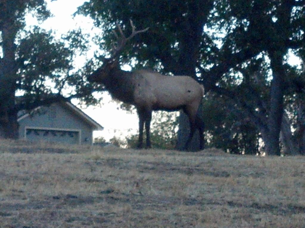 Elk & Sunset Pics from home DROID4975