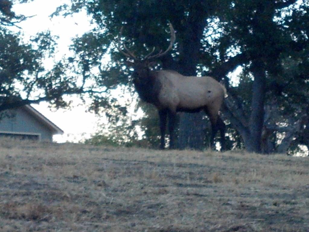 Elk & Sunset Pics from home DROID4976