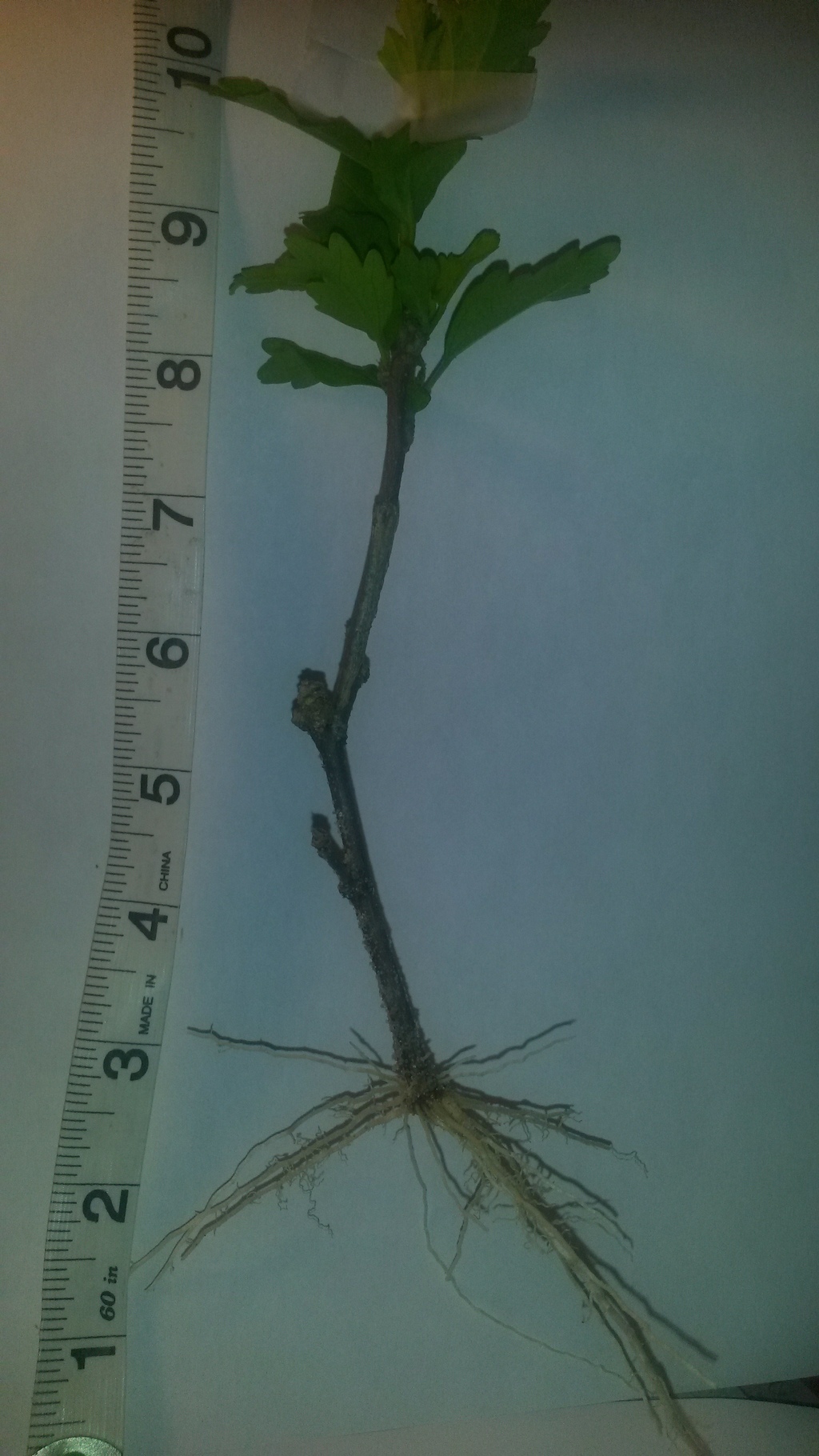 Rooted cuttings from Duncan Farms Nursery Plant%20pic%20RCS%20002_zpsopqbpszj