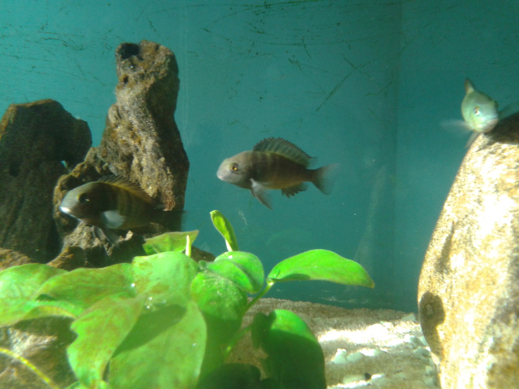 acuario tropheus 200l - Página 6 2012-07-20184758