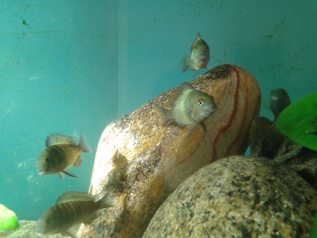 acuario tropheus 200l - Página 6 2012-07-20184815