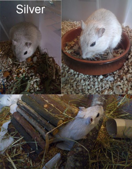 Perdita, Silver y Raposo - Jerbis (26/6/14) Silver3