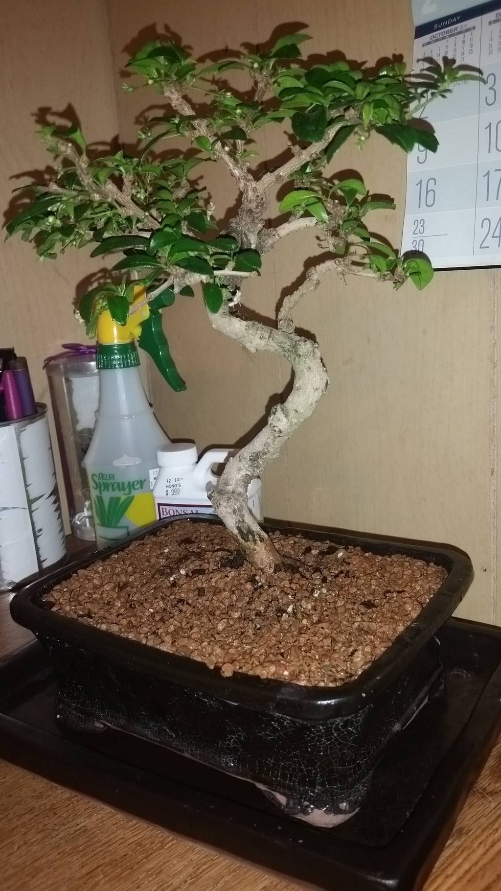 New Bonsai, Would Appreciate any advice! 20150418_2051071_zps3r72rxx9