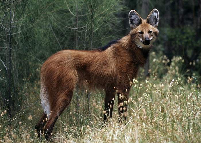 ~Royalty Protection Progrmam~ What? You've seen me before? You don't know me. Maned_Wolf