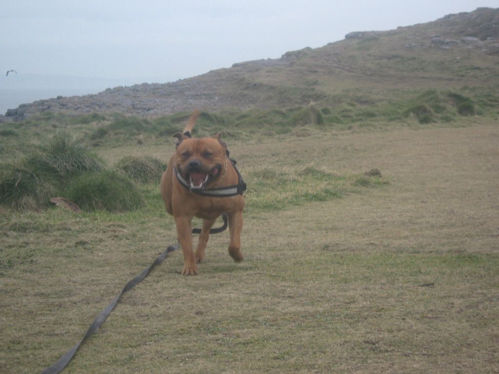 A few from Saturdays walk 16thfebatporthcawl015_zps95ee5927