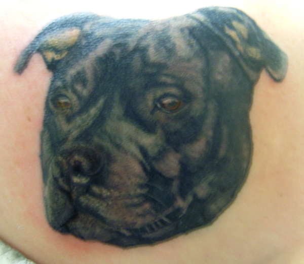 tattoos of your furbabys? Staffordshire-Bull-Terrier-Portrait-tattoo-97351