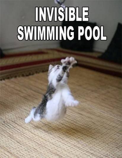 Random-Funny pics Poolcat