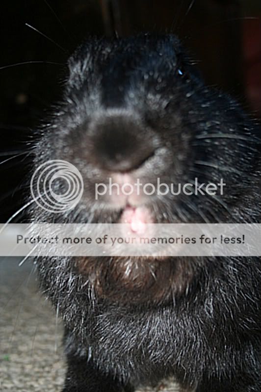 Funny rabbit pics Morebunnies013-1