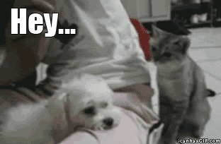 100% Smiley - Page 19 Funny-gif-cat-slaps-dog