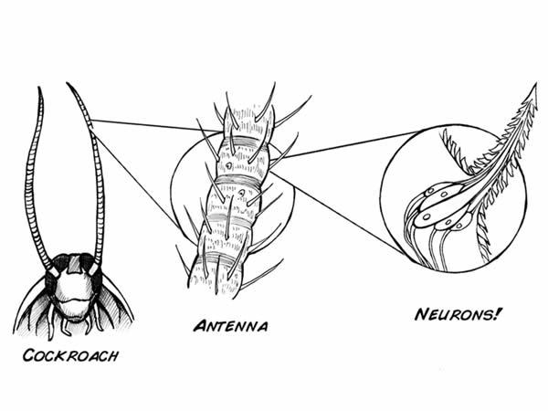 2013-2016 : 666, PUCES IMPLANTABLES, RFID, NANOTECHNOLOGIES, NEUROSCIENCES, N.B.I.C., TRANSHUMANISME ET CYBERNETIQUE ! - Page 2 Cafard4_zpscafe5870